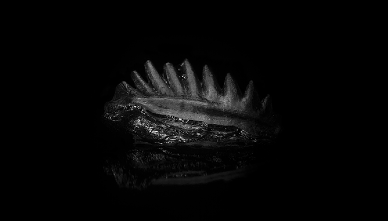 Phylogenie Projets Sophie Pouille