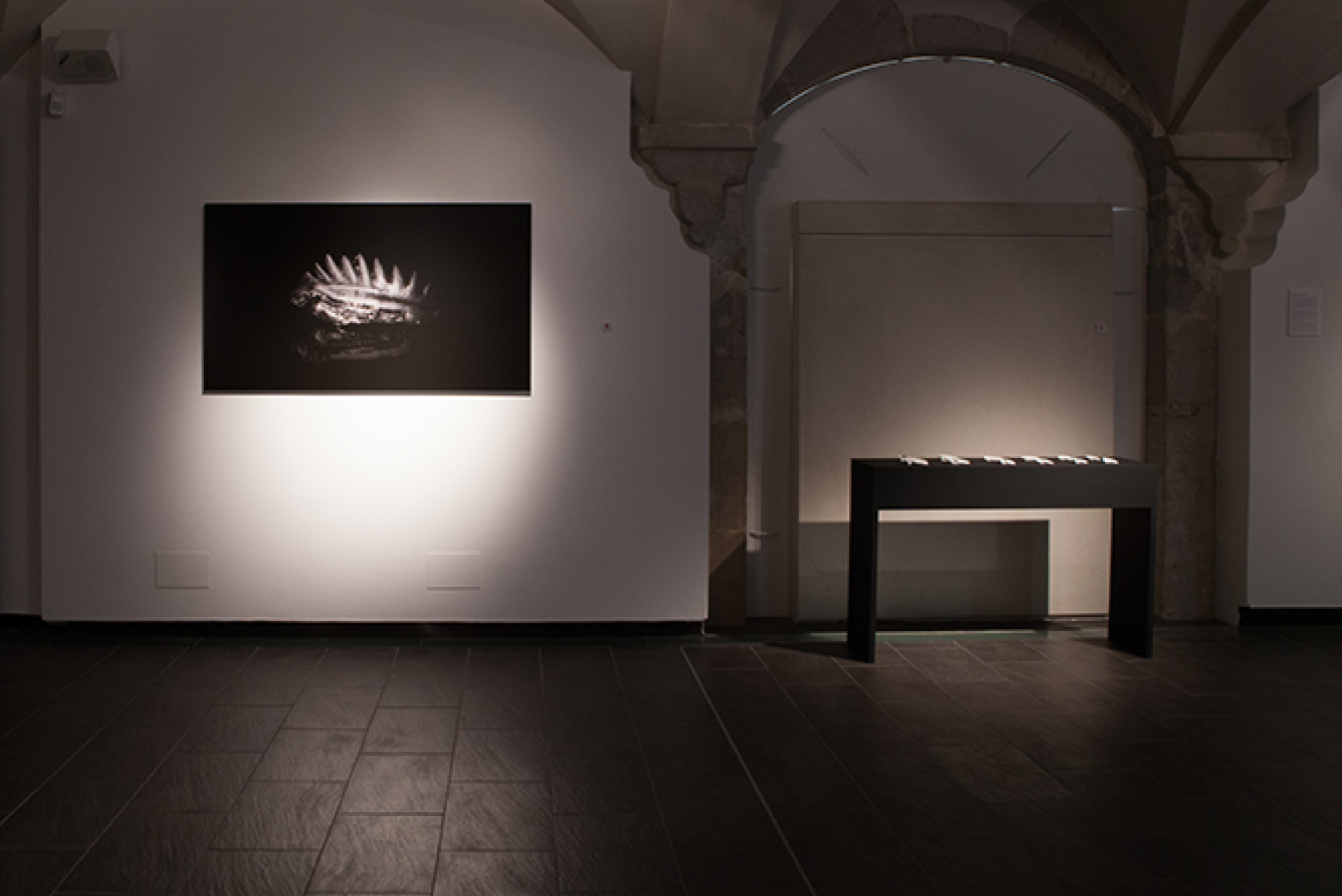 Phylogenie Projets Sophie Pouille 2